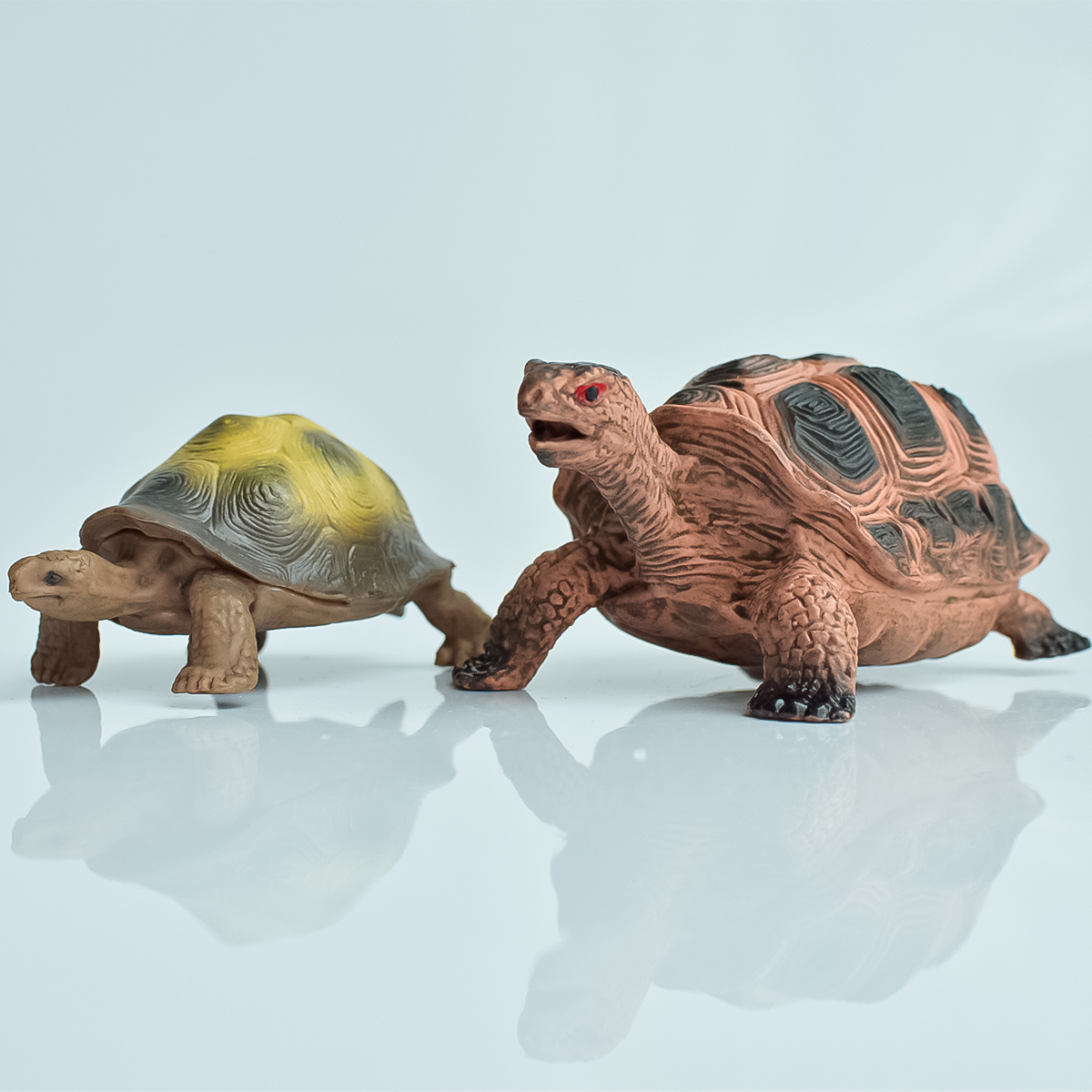Home Office Programmer - Painted Realistic Animal Turtle | Aquatic