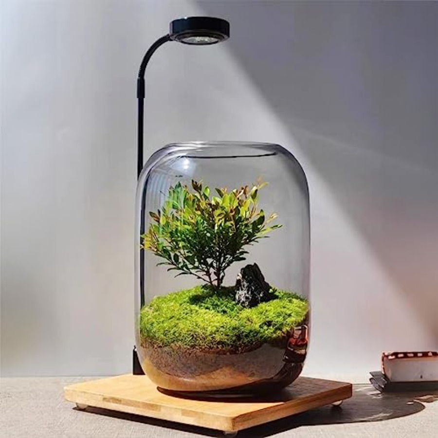 Glass Plant Terrarium Kit for  - đánh giá và giá Home Office With Plants