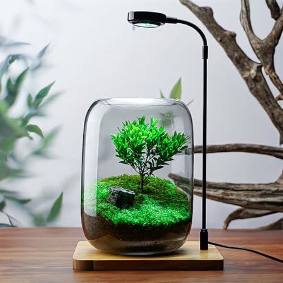 Glass Plant Terrarium Kit for  - đánh giá và giá Home Office With Plants