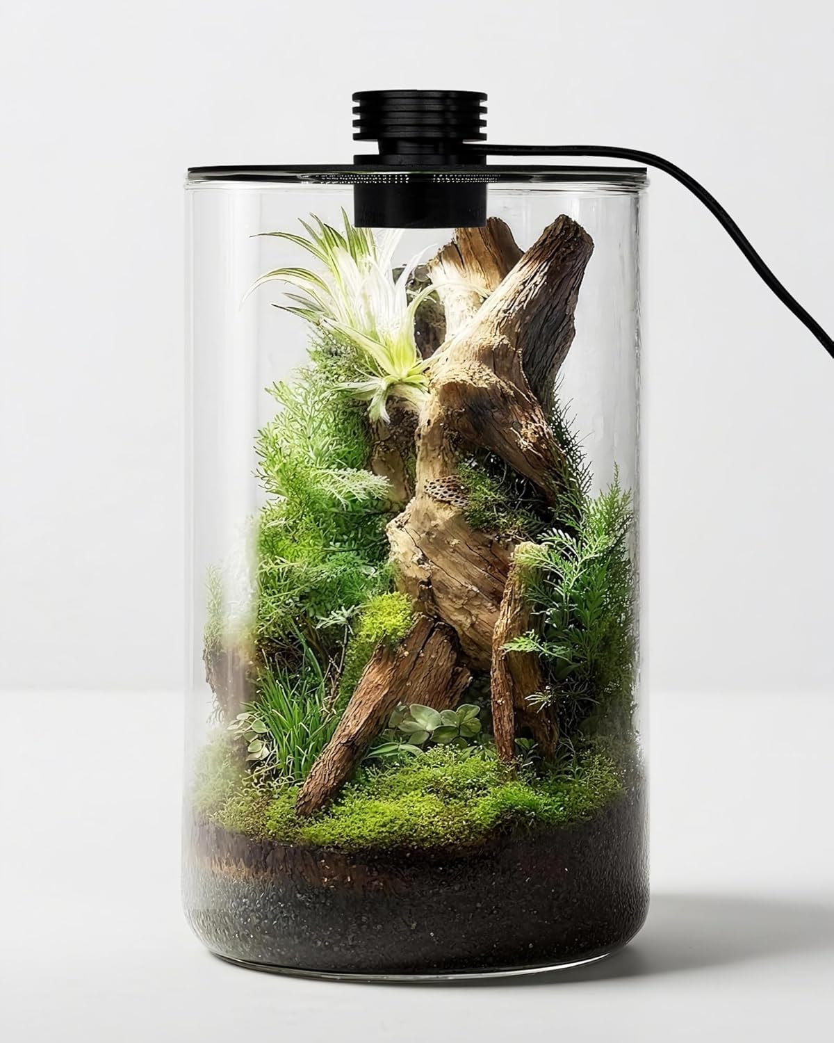 Indoor Glass Terrarium with Gr - đánh giá và giá Home Office With Plants
